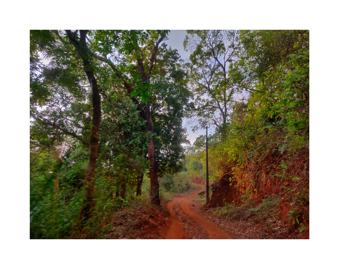 Jeep ride through coffee plantation