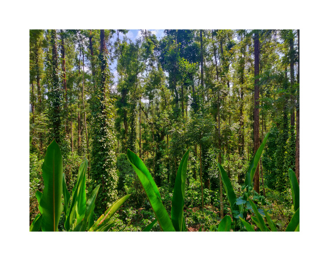 Forest view from our room