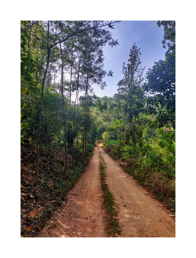 Front road of the coffee estate