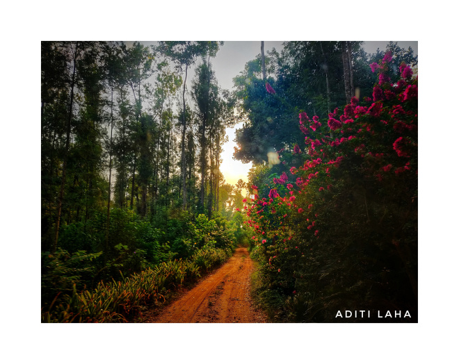 Evening light at the Coffee Estate