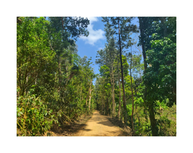 Drive through Coffee plantation