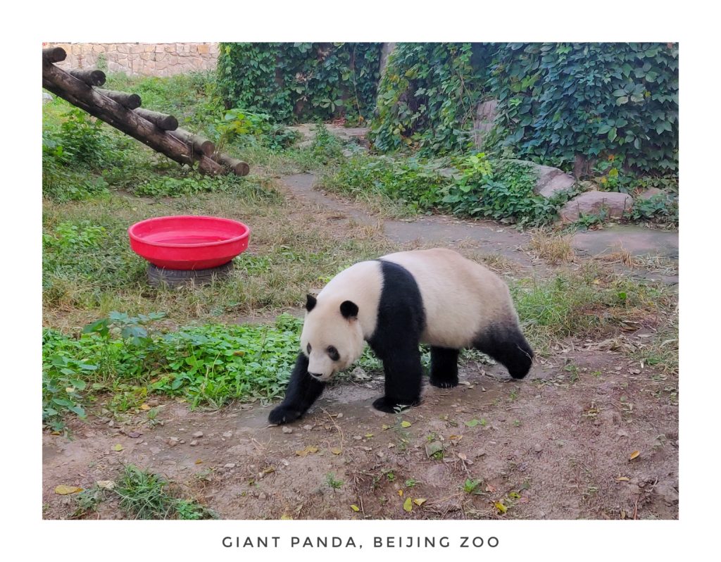 GIANT PANDA, BEIJING ZOO