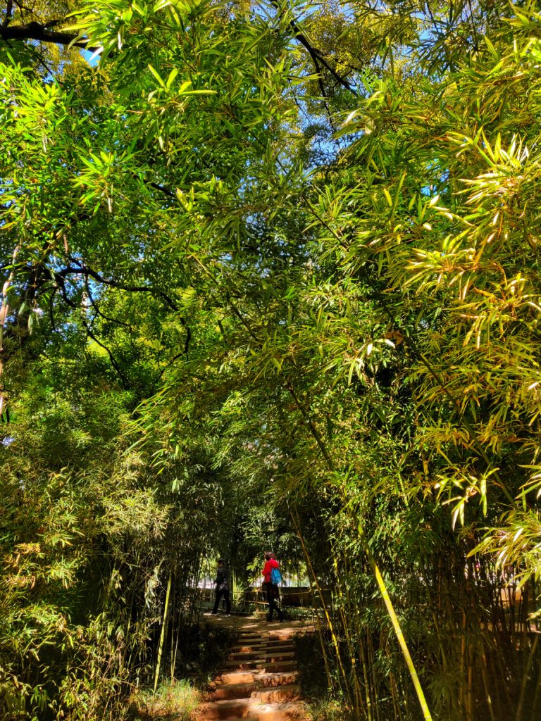 Bamboo arena at Green lake park